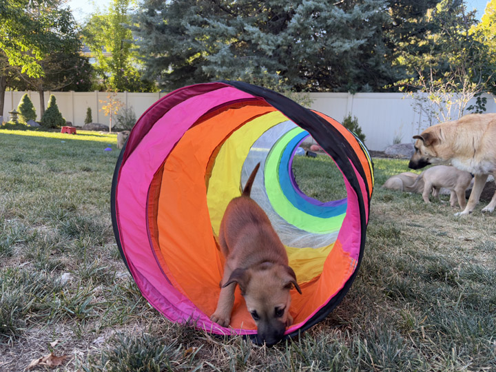 chinook dog